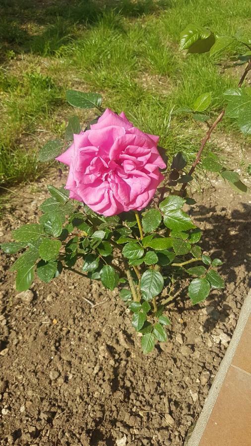 아볼라 La Scogliera 빌라 외부 사진
